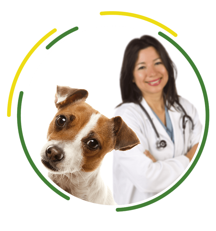 Pet Health and Wellness - T&T Pet Care Services
